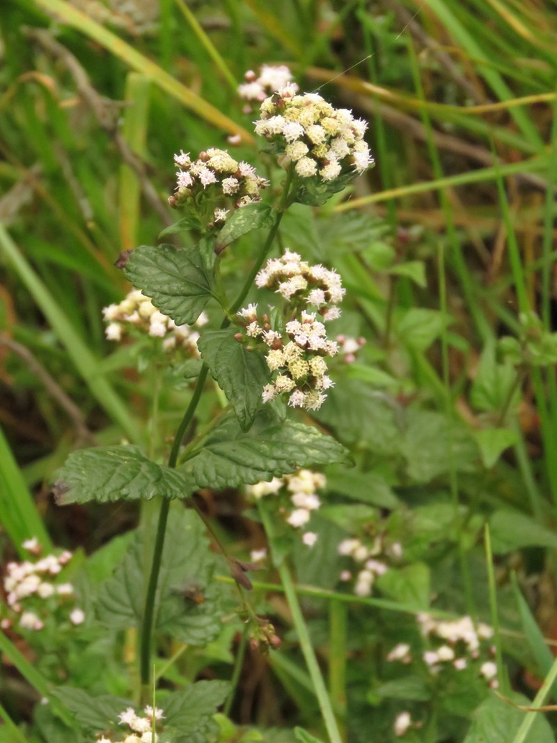 Fleischmannia klattiana photo 5