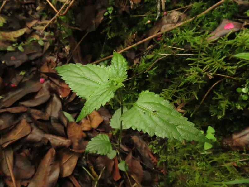 Fleischmannia klattiana photo 6