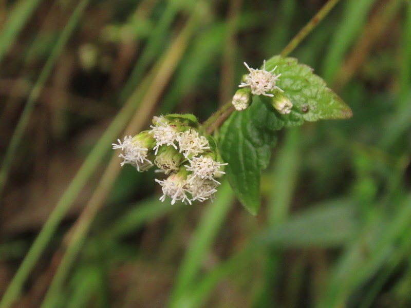 Fleischmannia klattiana photo 7