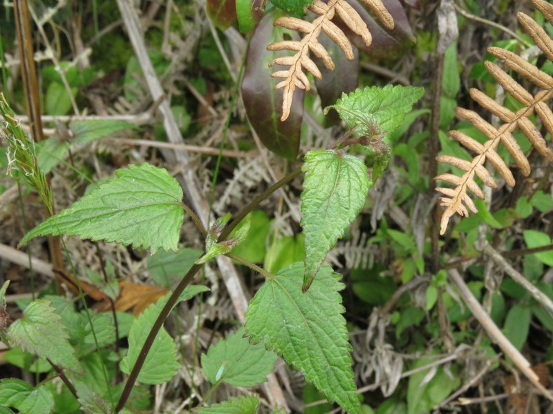 Fleischmannia klattiana photo 8