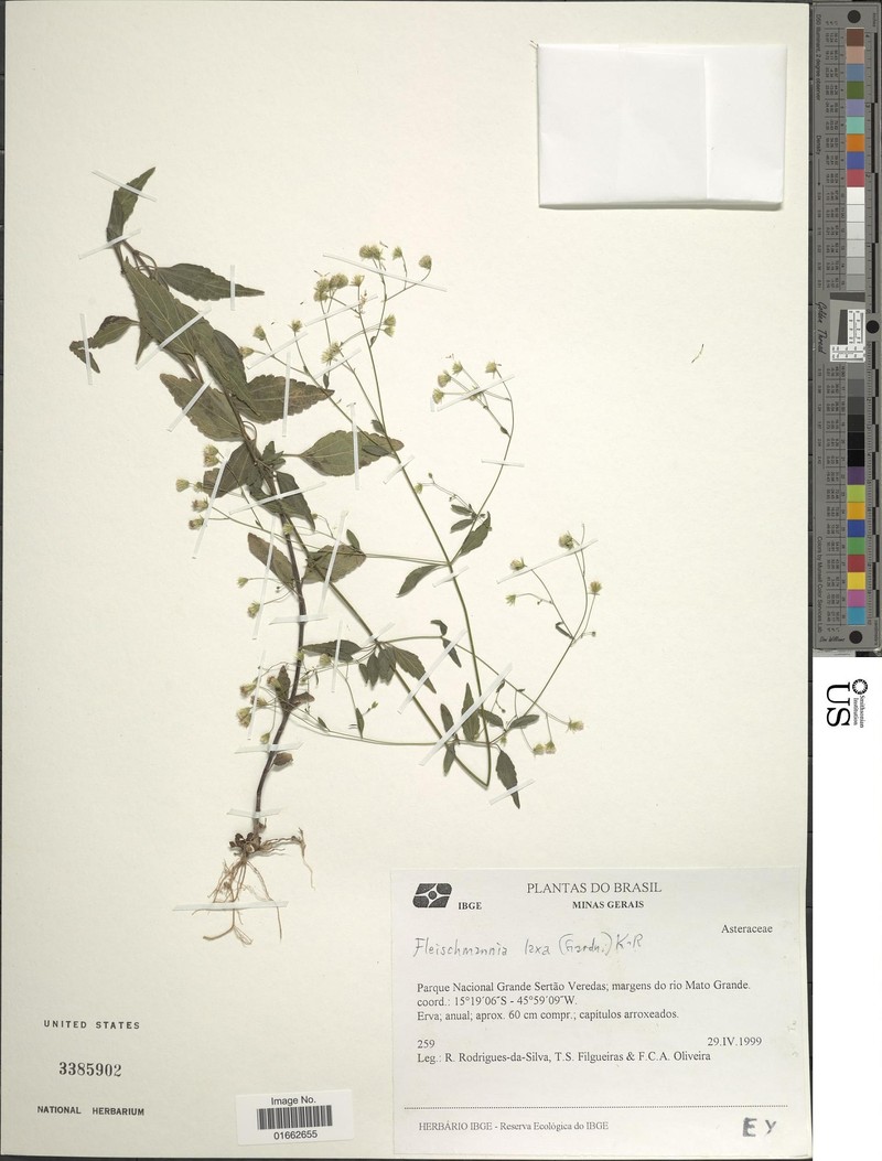 Fleischmannia laxa
