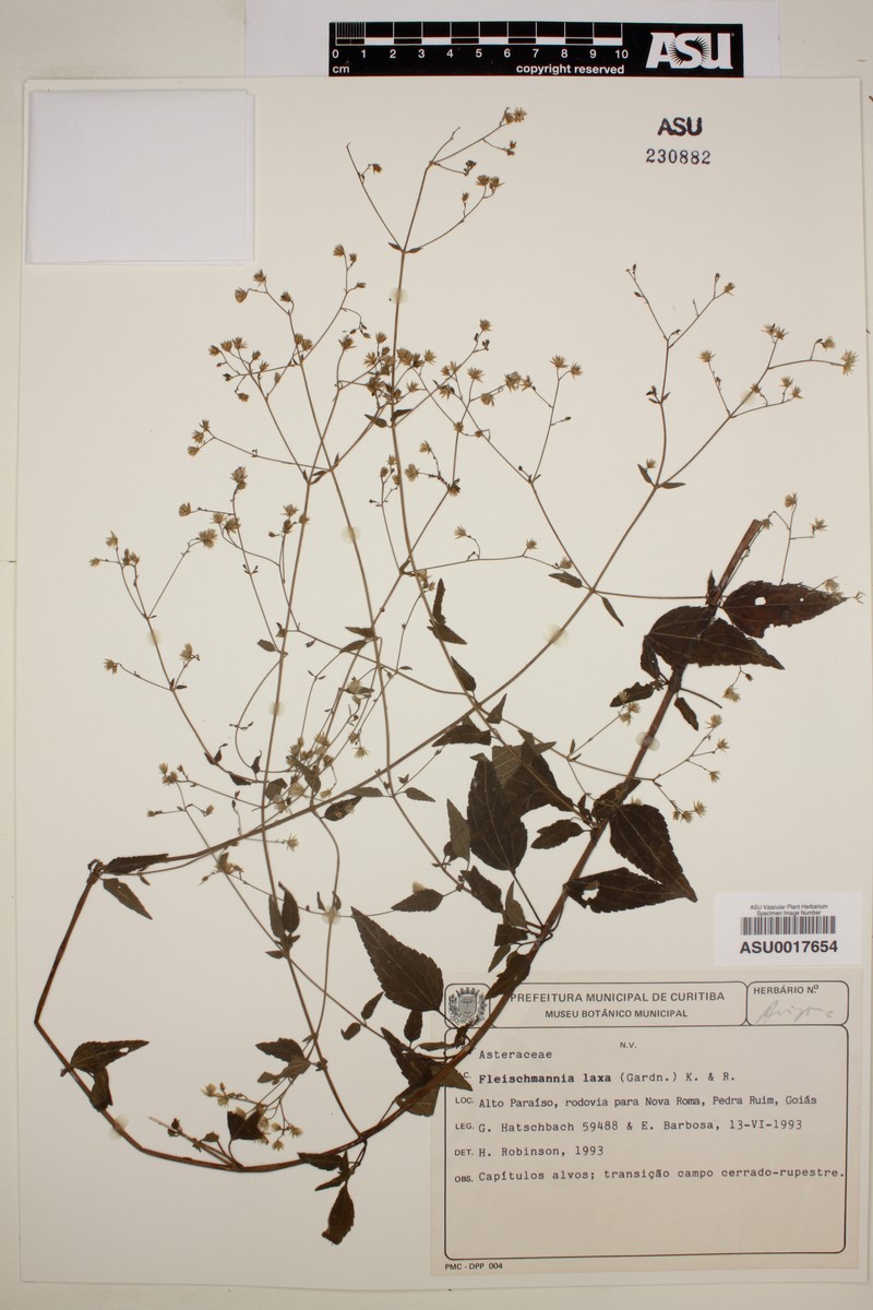 Fleischmannia laxa photo 2