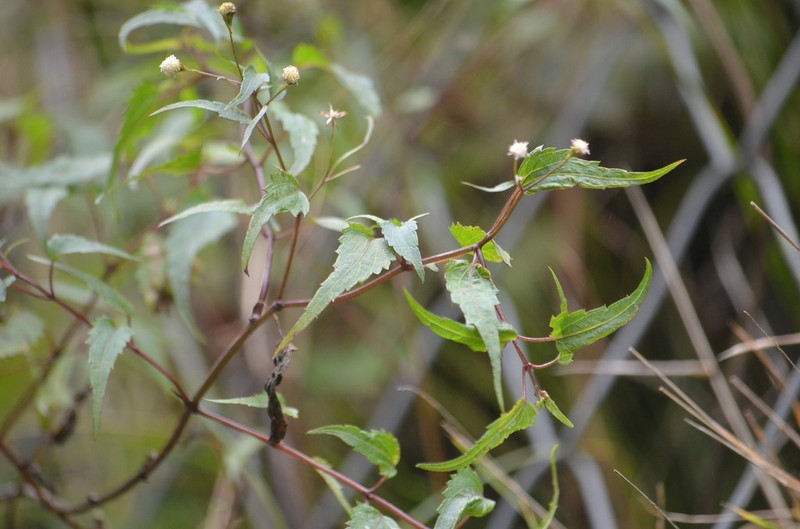Fleischmannia laxicephala