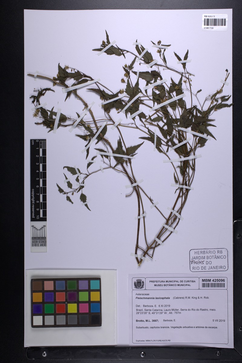Fleischmannia laxicephala photo 3