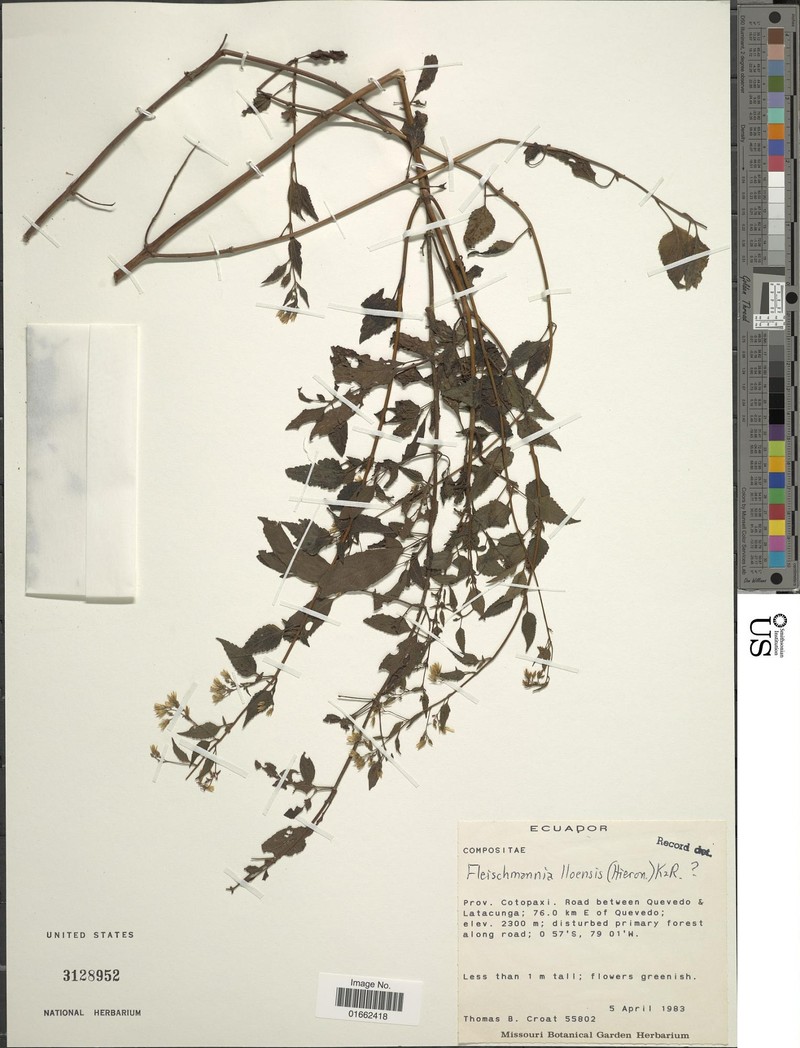 Fleischmannia lloensis