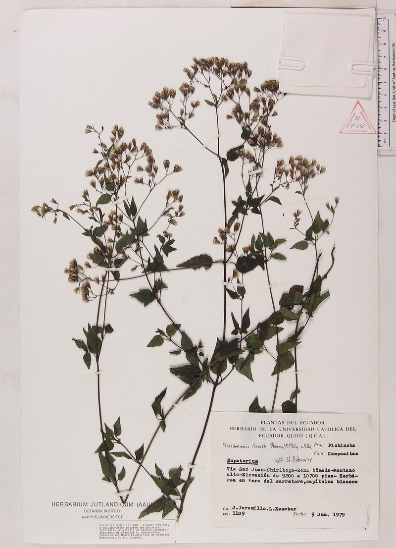 Fleischmannia lloensis photo 2