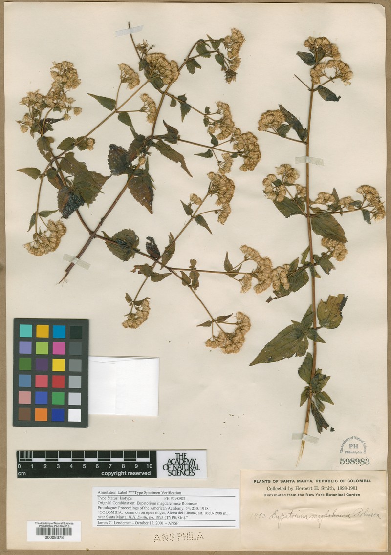 Fleischmannia magdalenensis
