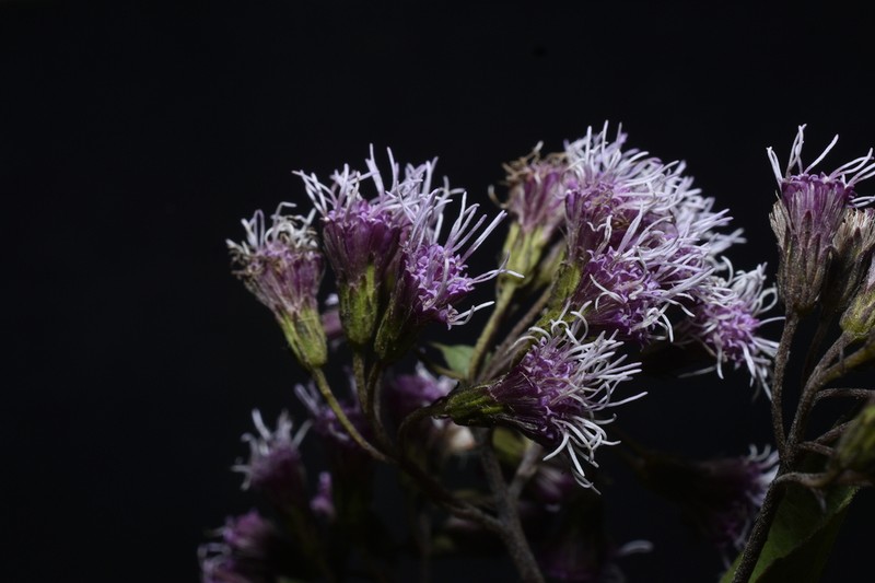 Fleischmannia marginata