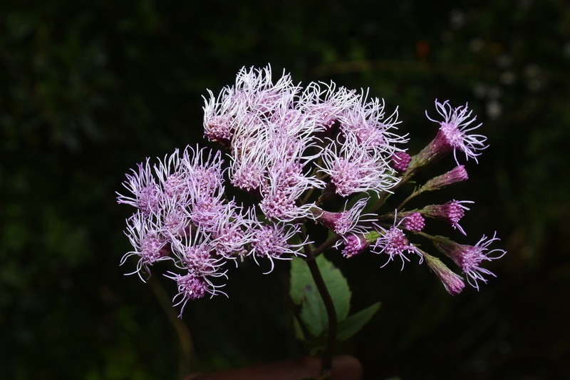 Fleischmannia marginata photo 2