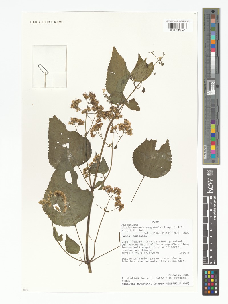 Fleischmannia marginata photo 3