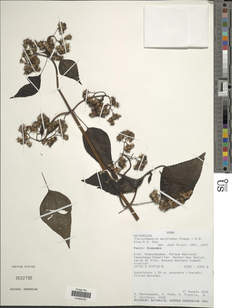 Fleischmannia marginata photo 4