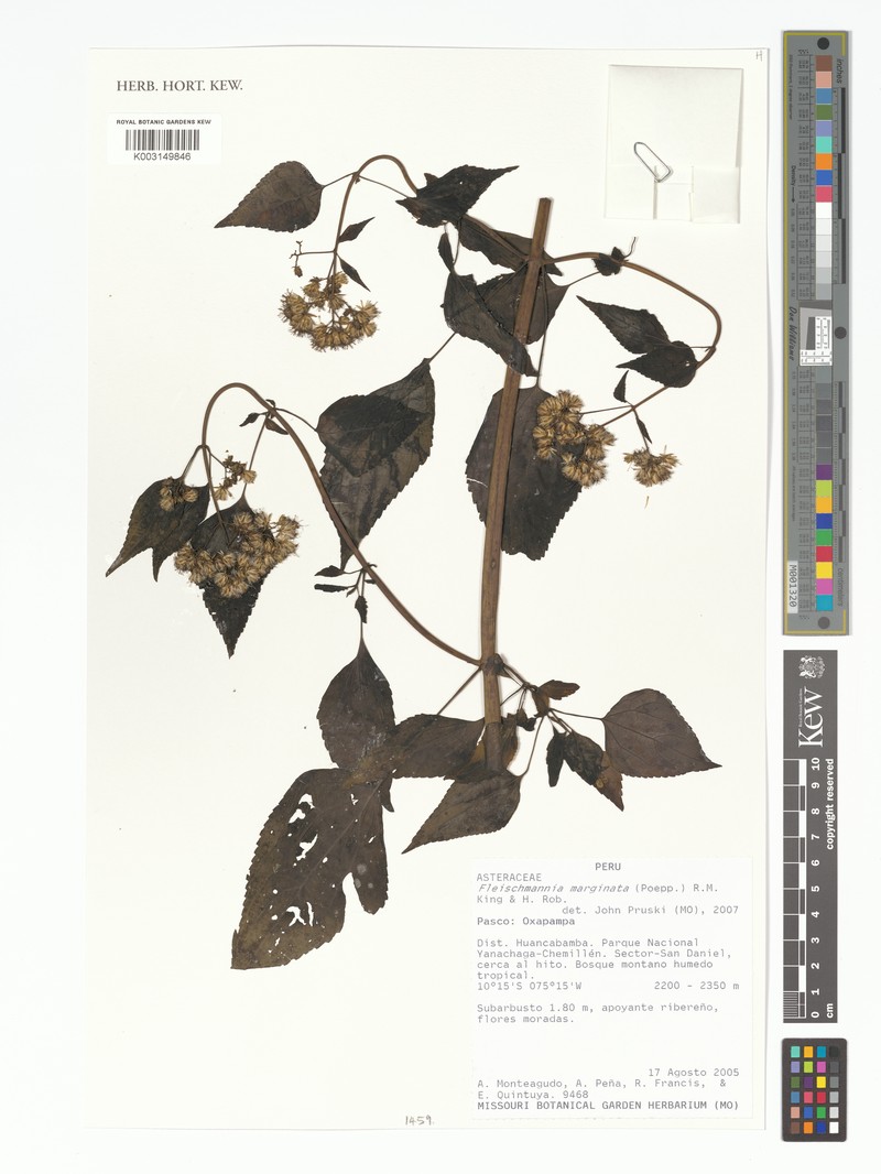 Fleischmannia marginata photo 5