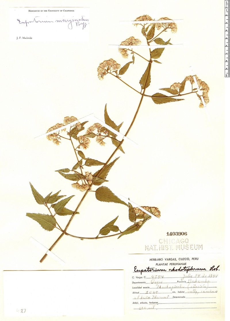 Fleischmannia marginata photo 6