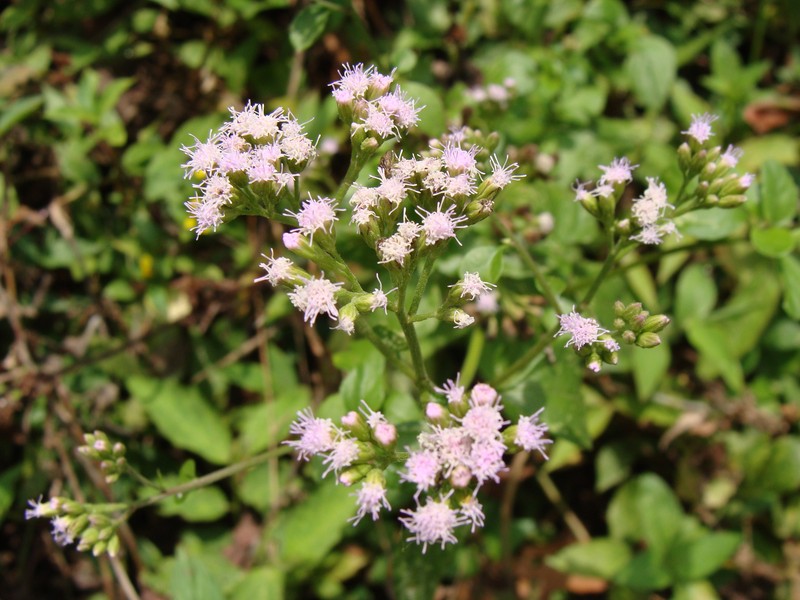 Fleischmannia matudae photo 3