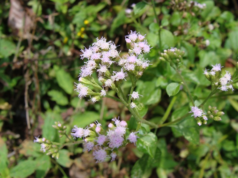 Fleischmannia matudae