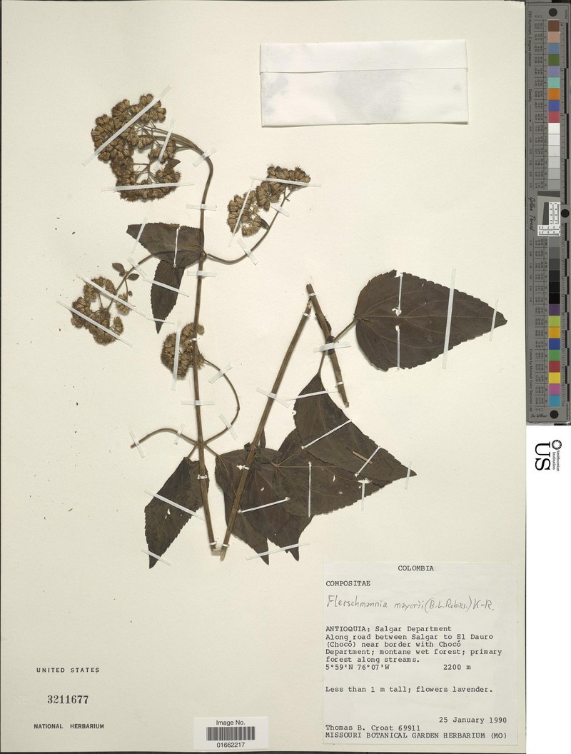 Fleischmannia mayorii