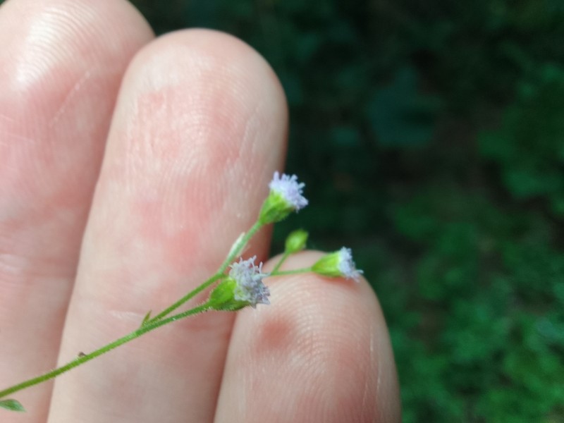 Tropical Thoroughwort