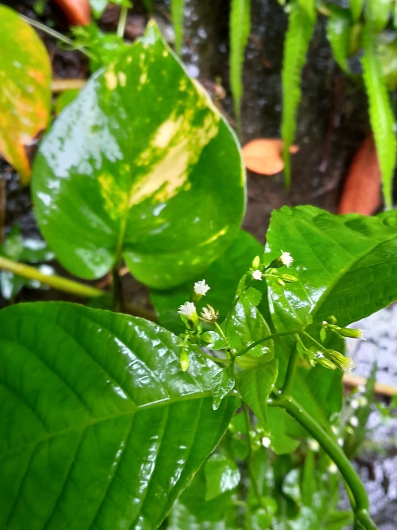 Tropical Thoroughwort photo 2