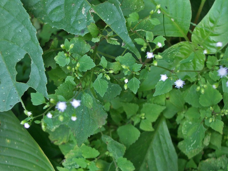 Tropical Thoroughwort photo 3