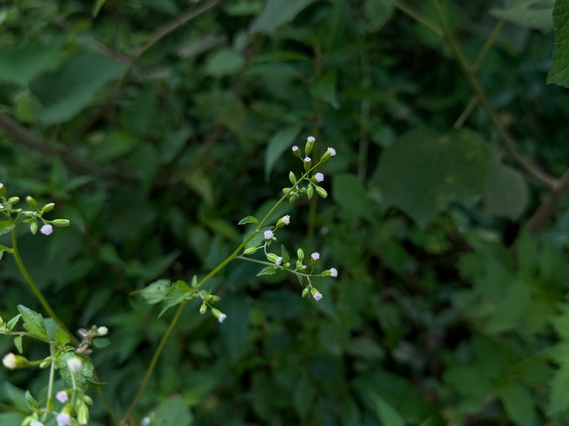 Tropical Thoroughwort photo 4