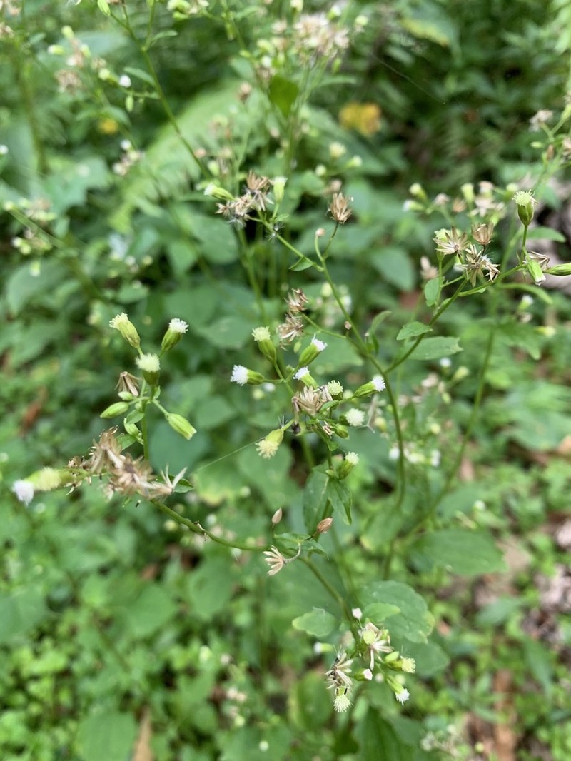 Tropical Thoroughwort photo 5