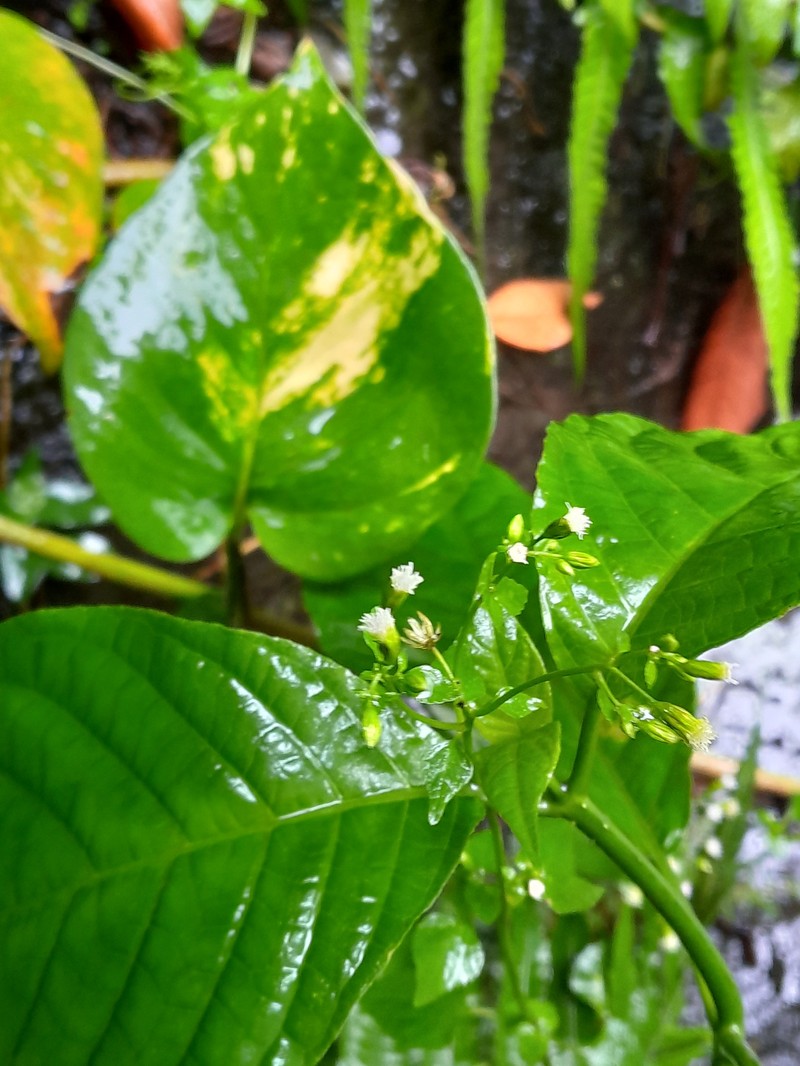 Tropical Thoroughwort photo 7