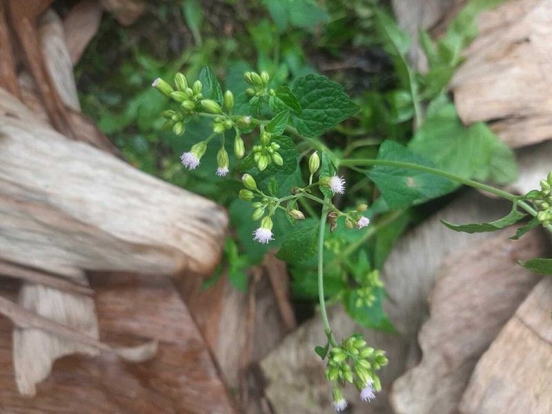 Tropical Thoroughwort photo 8