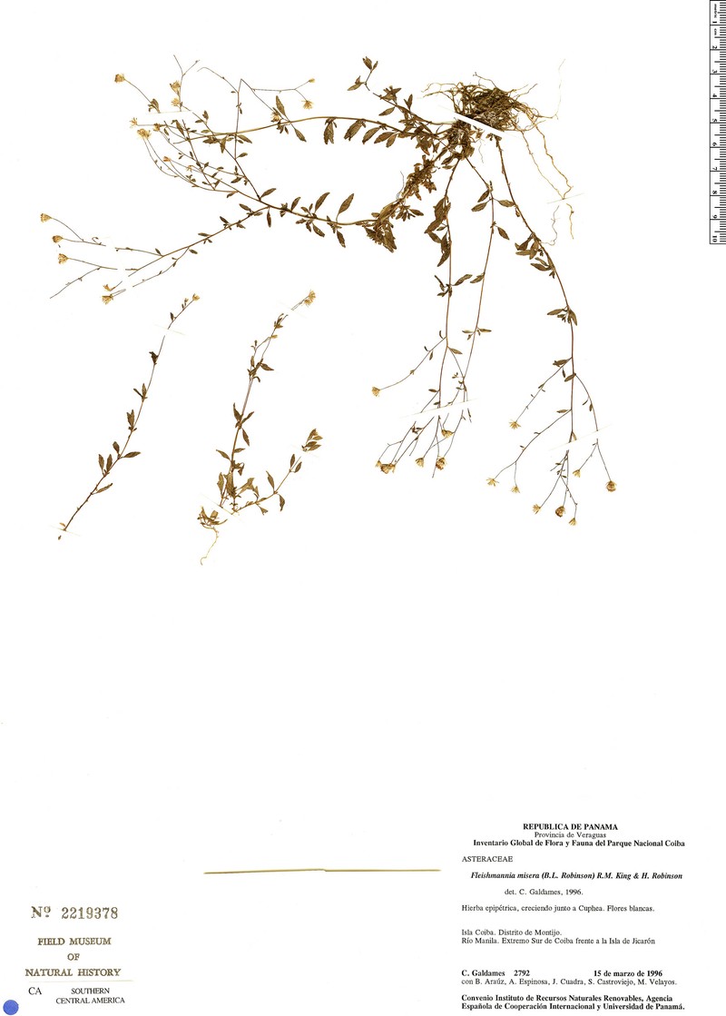 Fleischmannia misera