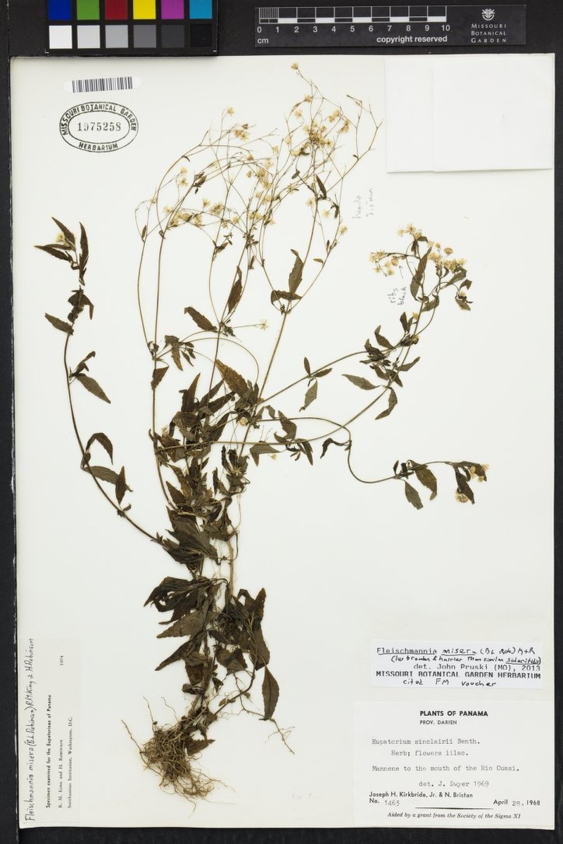 Fleischmannia misera photo 2