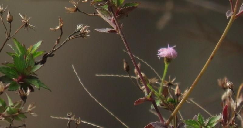 Fleischmannia multinervis