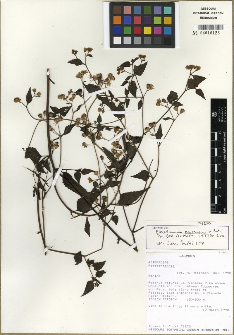 Fleischmannia narinoensis