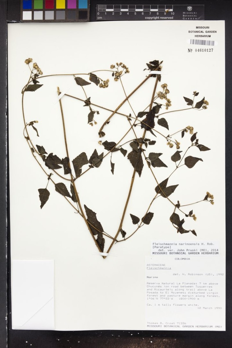 Fleischmannia narinoensis photo 2