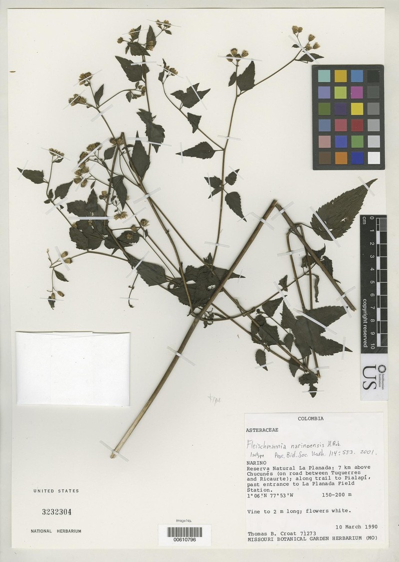 Fleischmannia narinoensis photo 3