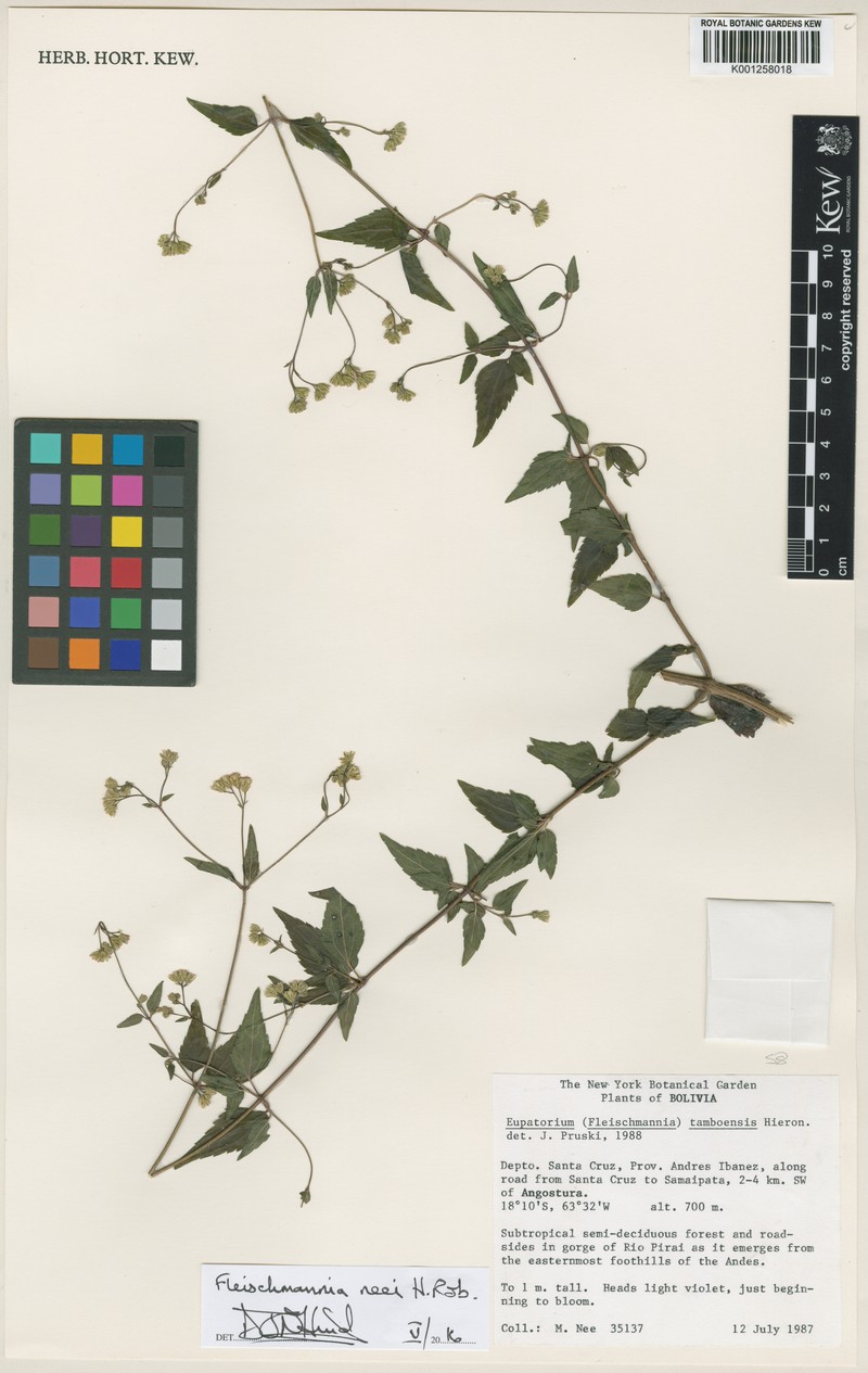 Fleischmannia neei