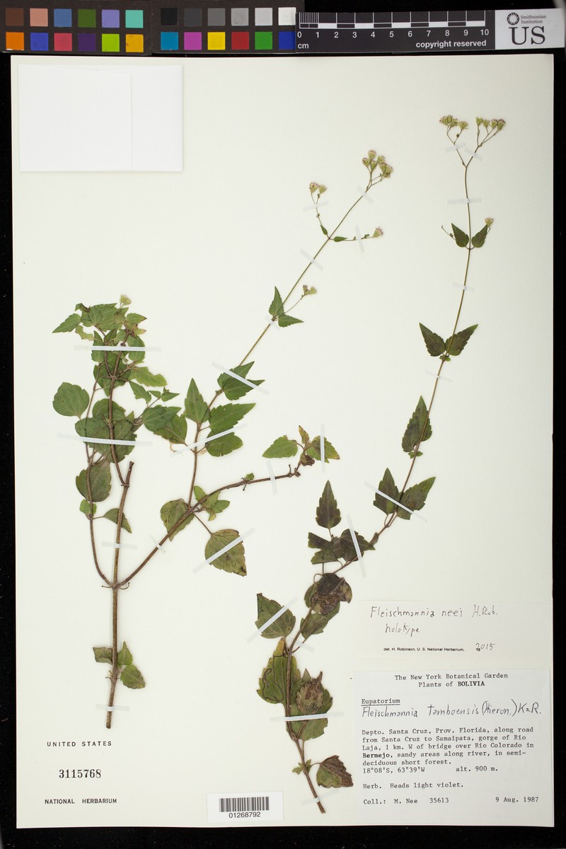 Fleischmannia neei photo 2