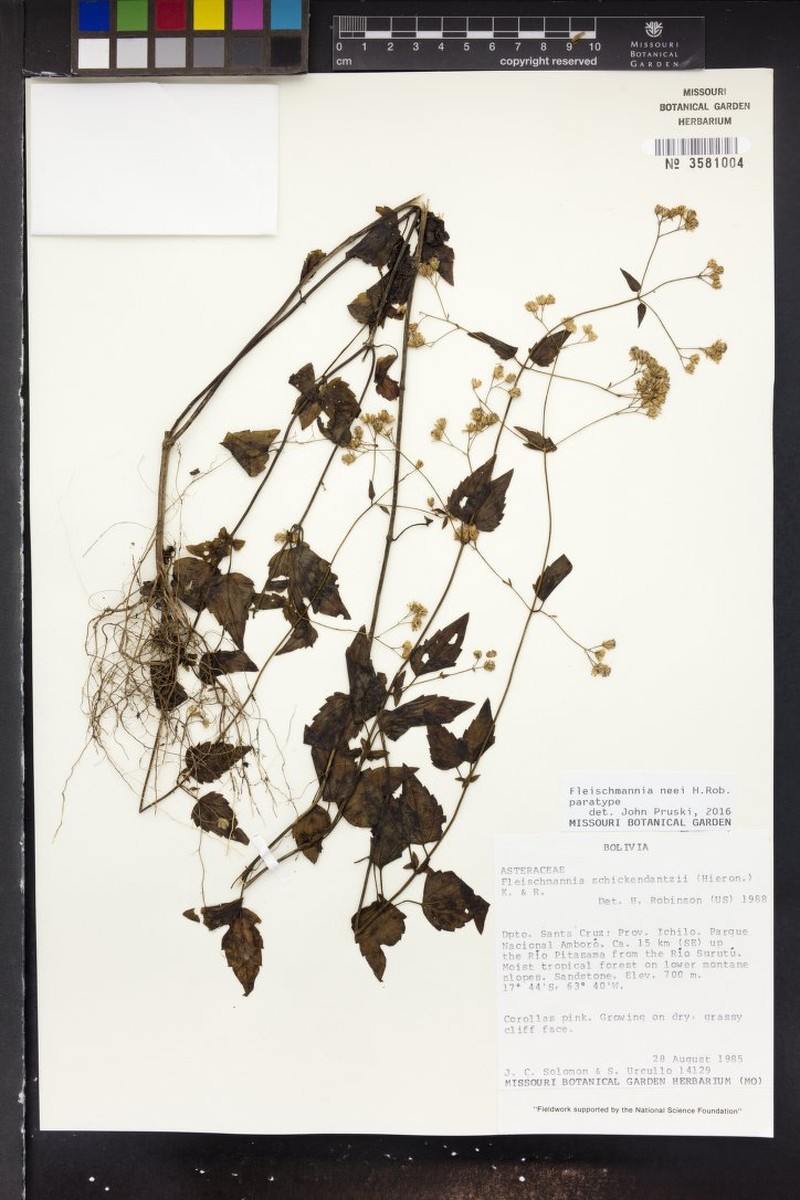 Fleischmannia neei photo 3