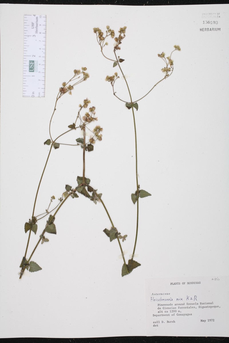 Fleischmannia nix photo 2