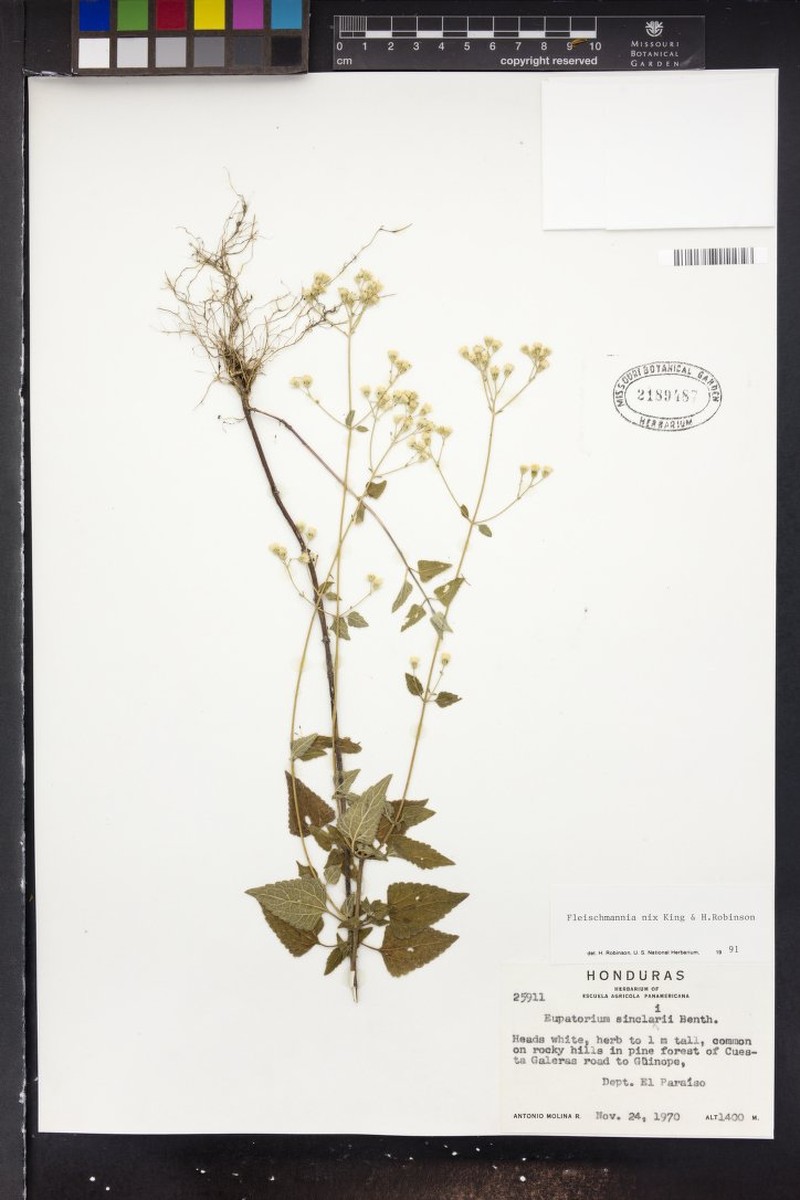 Fleischmannia nix photo 3
