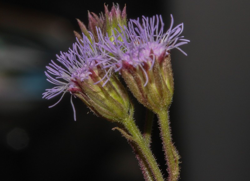 Fleischmannia obscurifolia