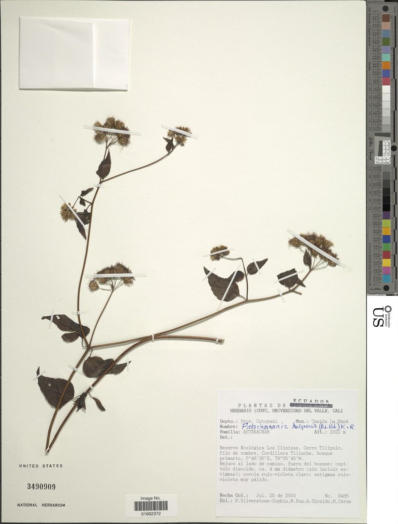 Fleischmannia obscurifolia photo 2