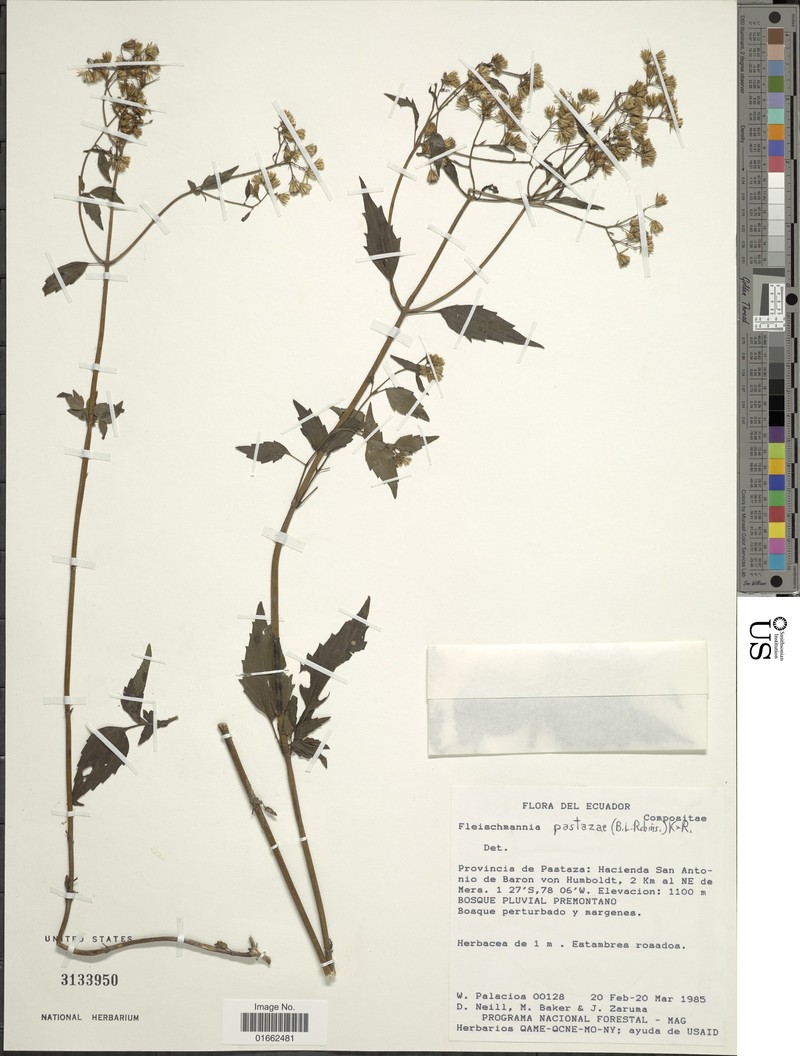 Fleischmannia pastazae