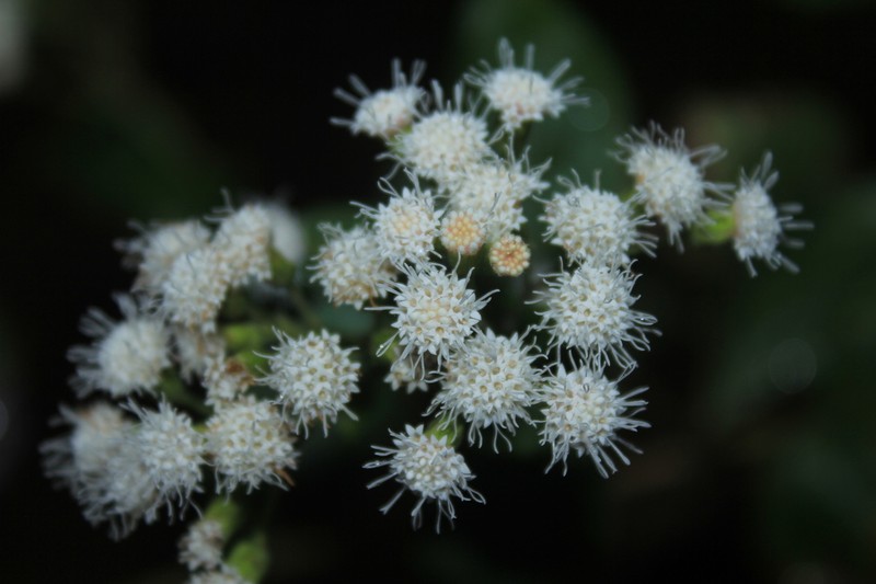 Fleischmannia pennellii