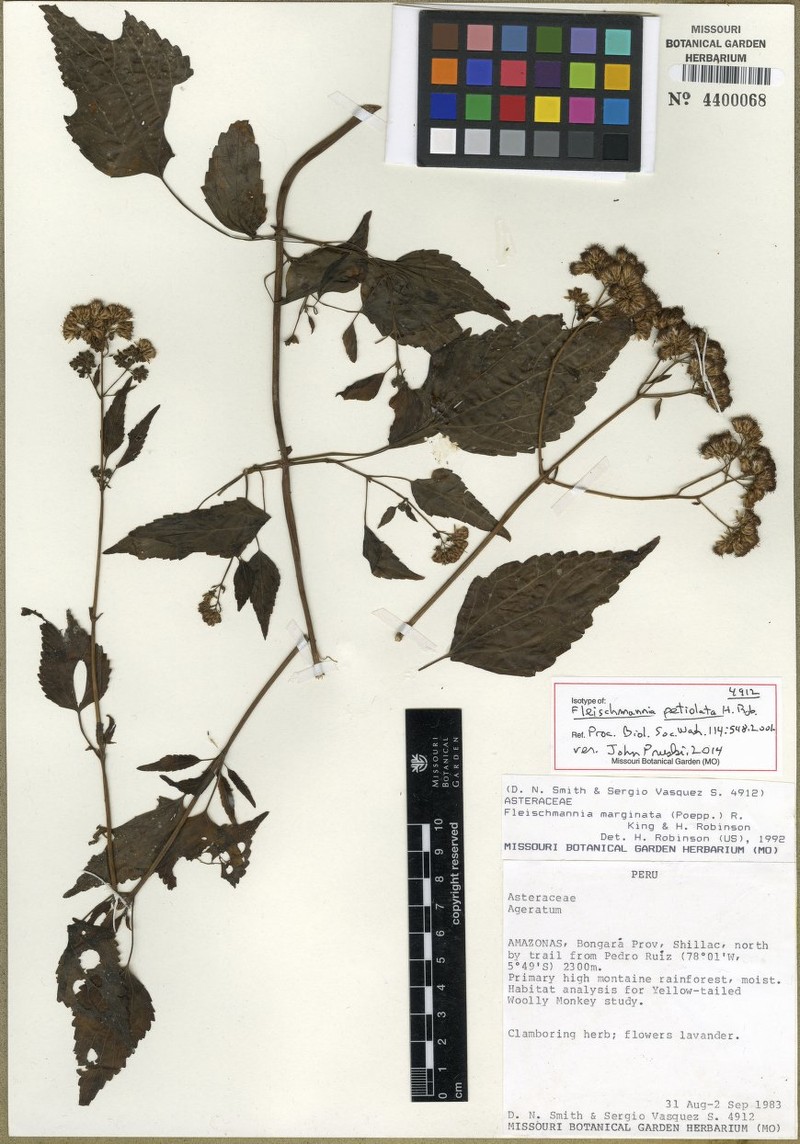 Fleischmannia petiolata photo 2
