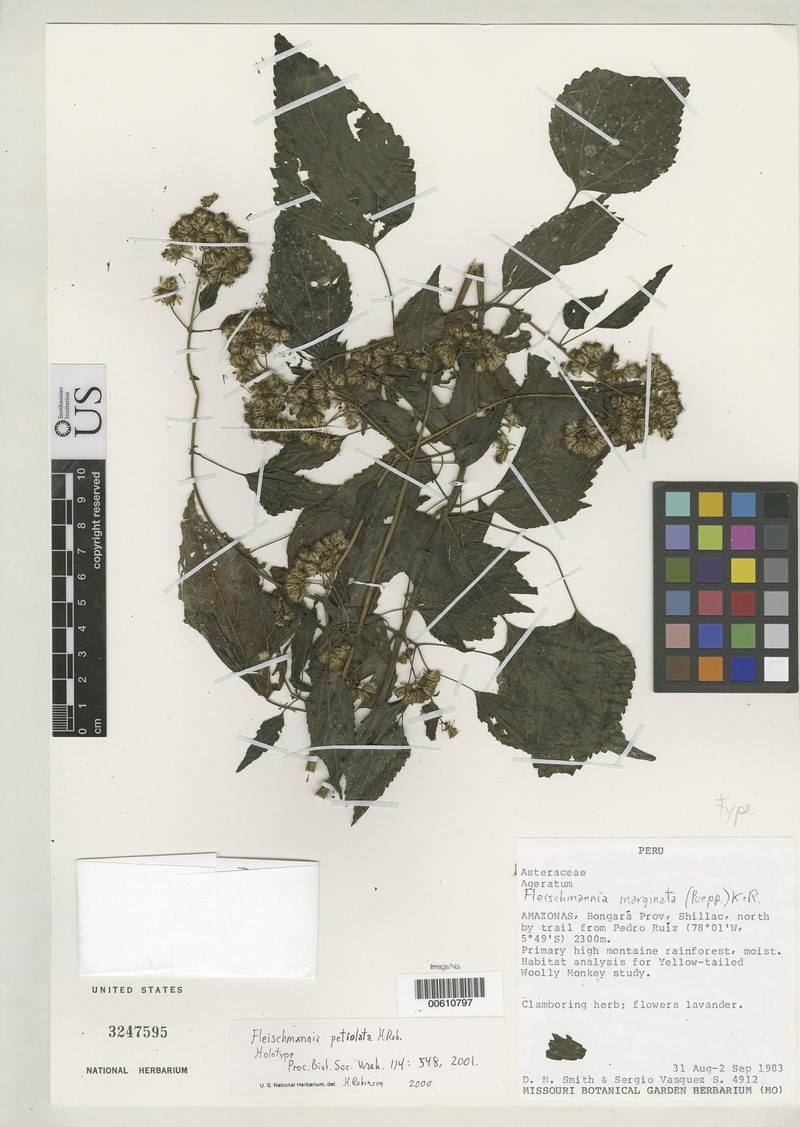 Fleischmannia petiolata photo 3