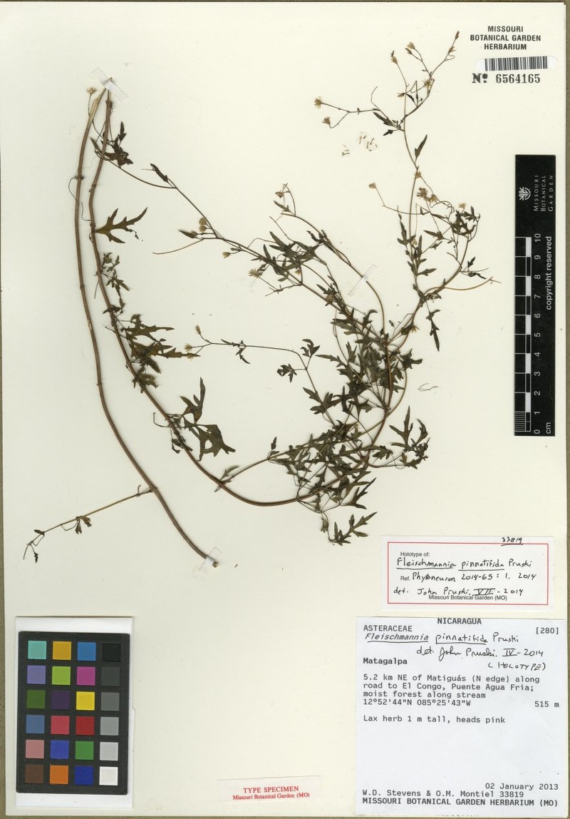 Fleischmannia pinnatifida
