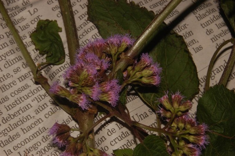 Fleischmannia plectranthifolia