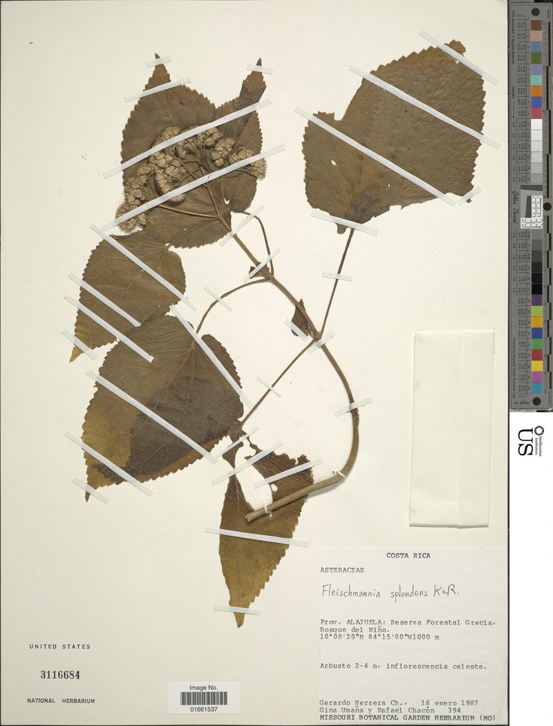 Fleischmannia plectranthifolia photo 2