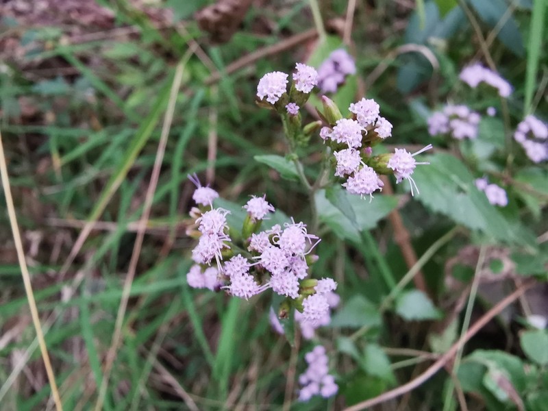 Fleischmannia porphyranthema