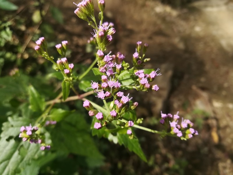 Fleischmannia porphyranthema photo 3