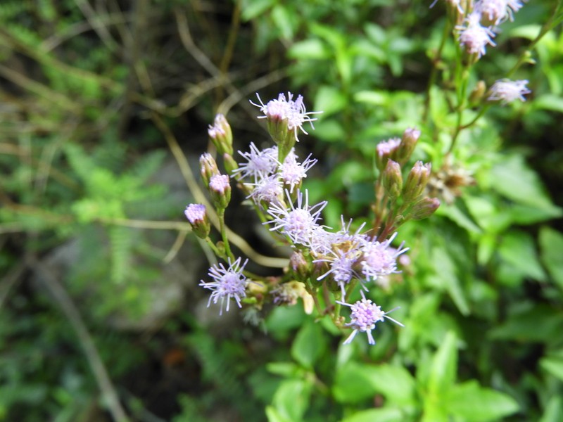 Fleischmannia porphyranthema photo 5